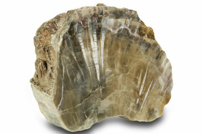 Triassic Petrified Wood (Woodworthia) Section - Arizona #371644